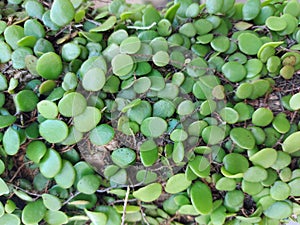 Plant of Pyrrosia eleagnifolia or theÃÂ leather-leaf fern or ota. It is climbing fernÃÂ endemicÃÂ toÃÂ New Zealand. photo